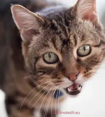 Macska idézet. A második képen a macska szája nyitva van, mintha épp nyávogna vagy hangot adna ki.