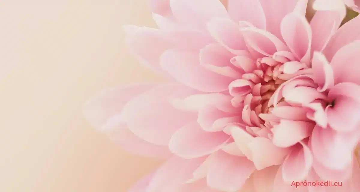 Virág idézet. A negyedik képen egy nagy méretű, halvány rózsaszín virág látható. A virág szirmai finoman egymásra helyezkednek, és a kép középpontjában vannak. A háttér halvány, bézses színű, ami harmonizál a virág színeivel és kiemeli annak részleteit.